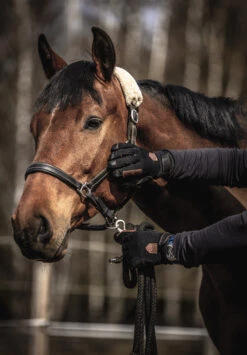 Hestra Ergo Grip Equestrian 5-finger 11 Hestra Ergo Grip Equestrian 5-finger -Hestra Sale Store 290 cd66c0f808 e1a9689 original